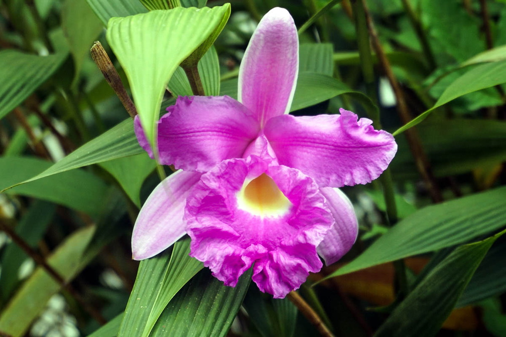 purdy-nice-orchid