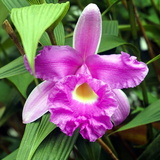 purdy-nice-orchid